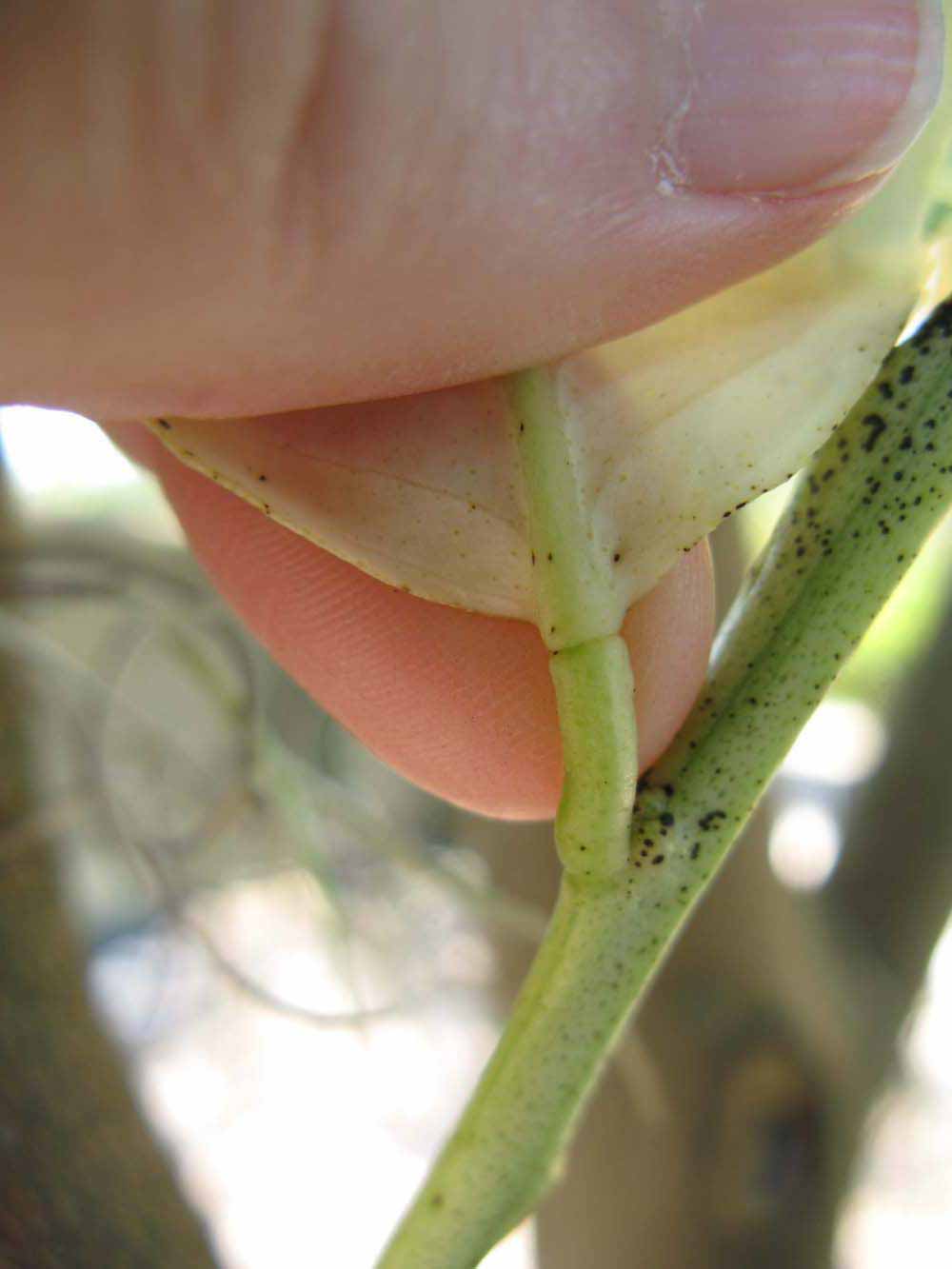            Petiole (Pink Variegated, Winter Haven, FL)   